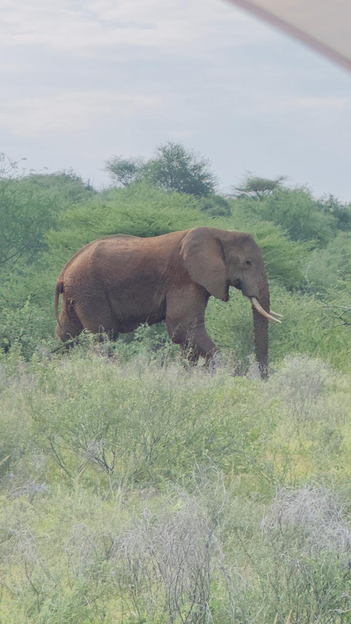 Elephant in Nature